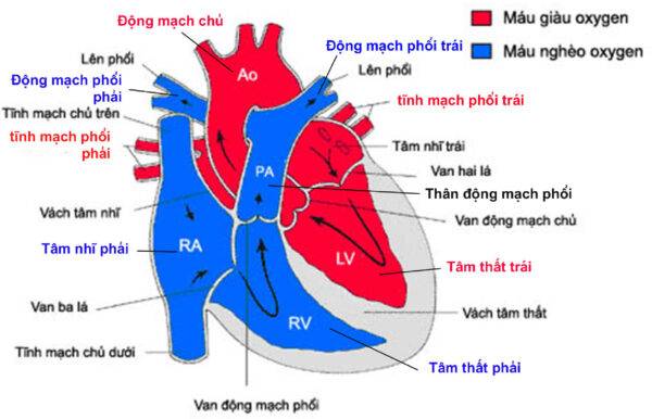 Bệnh học tim bẩm sinh