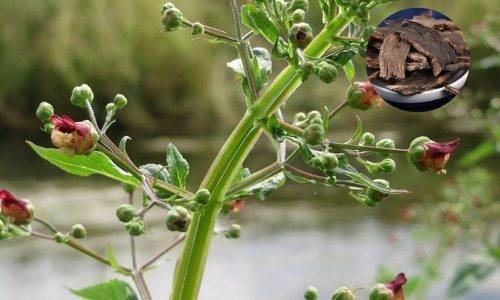 Thuốc nam thanh nhiệt giải độc, chữa bệnh mùa hè