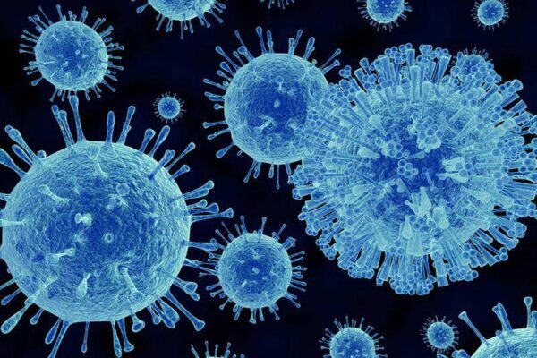 Hà Nội chủ động ứng phó nguy cơ dịch bệnh do virus Hanta